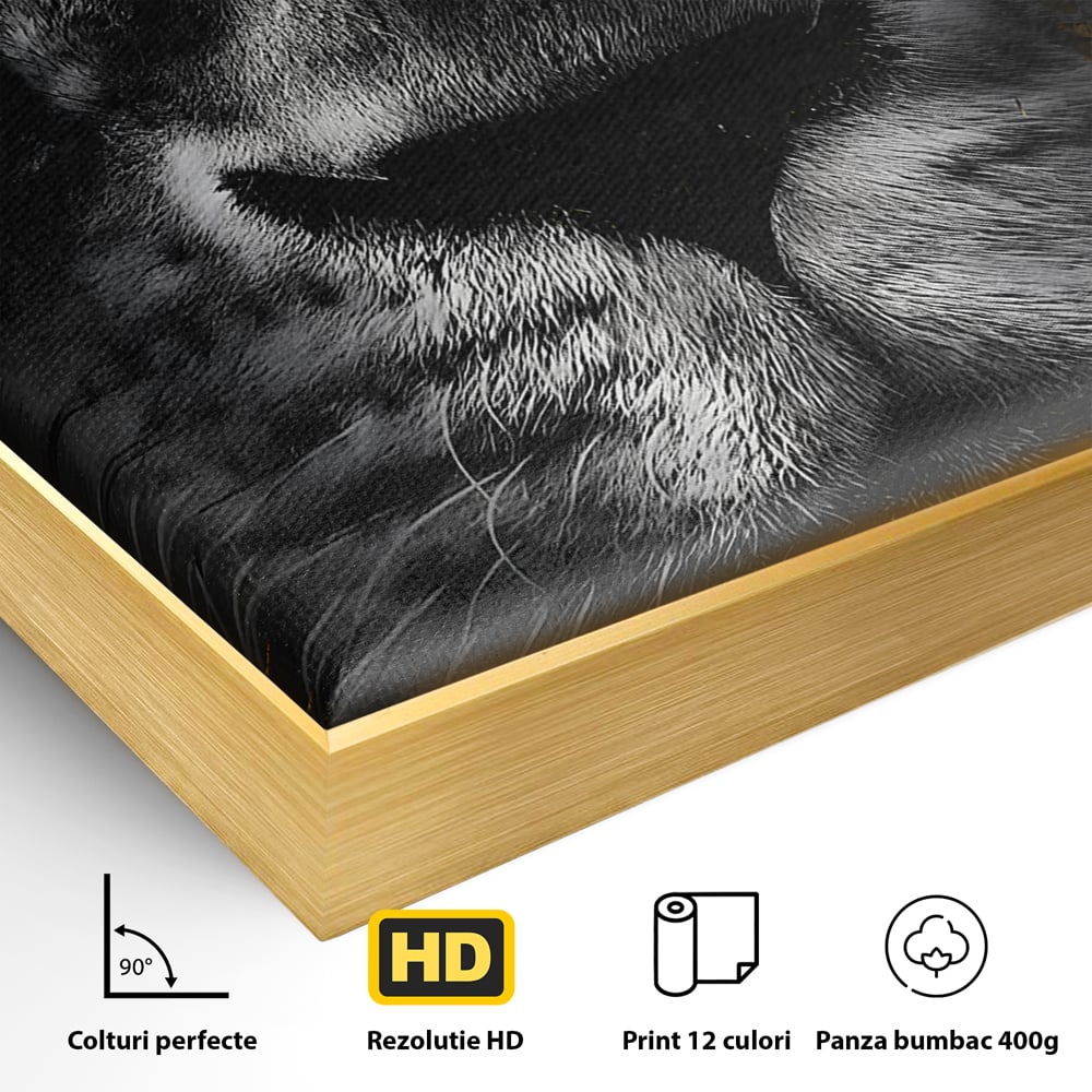 Tablou Canvas Premium LuxCanva® B1089, Frumusetea Leului Cu Ochi Albastrii , Birou, Leu, Rege, Savana, Living, Albastru, Negru, Auriu