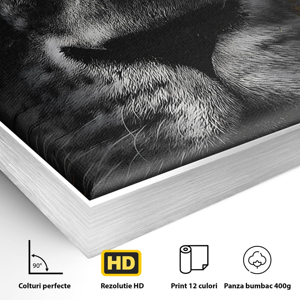 Tablou Canvas Premium LuxCanva® B1089, Frumusetea Leului Cu Ochi Albastrii , Birou, Leu, Rege, Savana, Living, Albastru, Negru, Auriu
