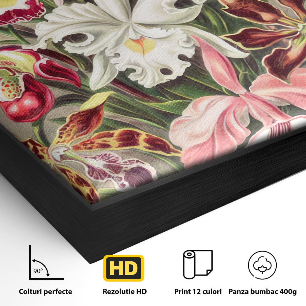 Tablou Canvas Premium LuxCanva® C1043, Orhidee Multicolore ,  Culori, Flori, Orhidee, Office, Living Room, Relaxare, Culori Vibrante