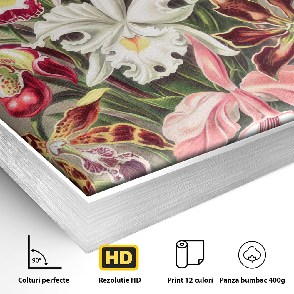 Tablou Canvas Premium LuxCanva® C1043, Orhidee Multicolore ,  Culori, Flori, Orhidee, Office, Living Room, Relaxare, Culori Vibrante
