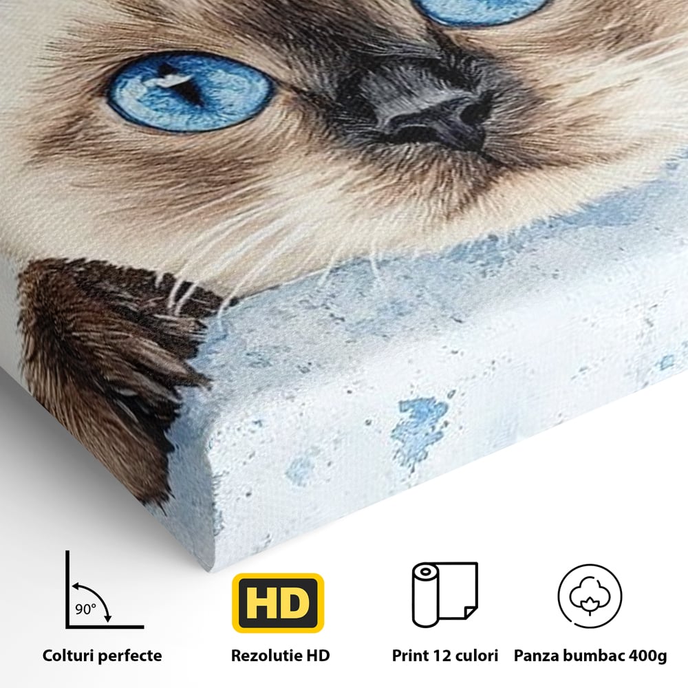 Leinwand Wandkunst Canvas Premium, LuxCanva® M1171, Little Explorer, Feline, Siam, Katze, Azure, Azure, Augen, Dragalas, Dragalas, Catnip, Katzen, Pouf, Portrait, Büro, Wohnen, Kinderzimmer