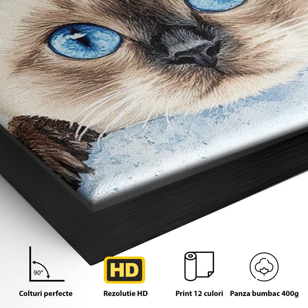 Leinwand Wandkunst Canvas Premium, LuxCanva® M1171, Little Explorer, Feline, Siam, Katze, Azure, Azure, Augen, Dragalas, Dragalas, Catnip, Katzen, Pouf, Portrait, Büro, Wohnen, Kinderzimmer