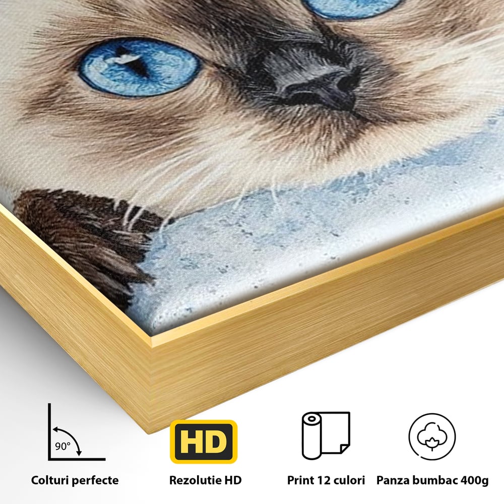Leinwand Wandkunst Canvas Premium, LuxCanva® M1171, Little Explorer, Feline, Siam, Katze, Azure, Azure, Augen, Dragalas, Dragalas, Catnip, Katzen, Pouf, Portrait, Büro, Wohnen, Kinderzimmer