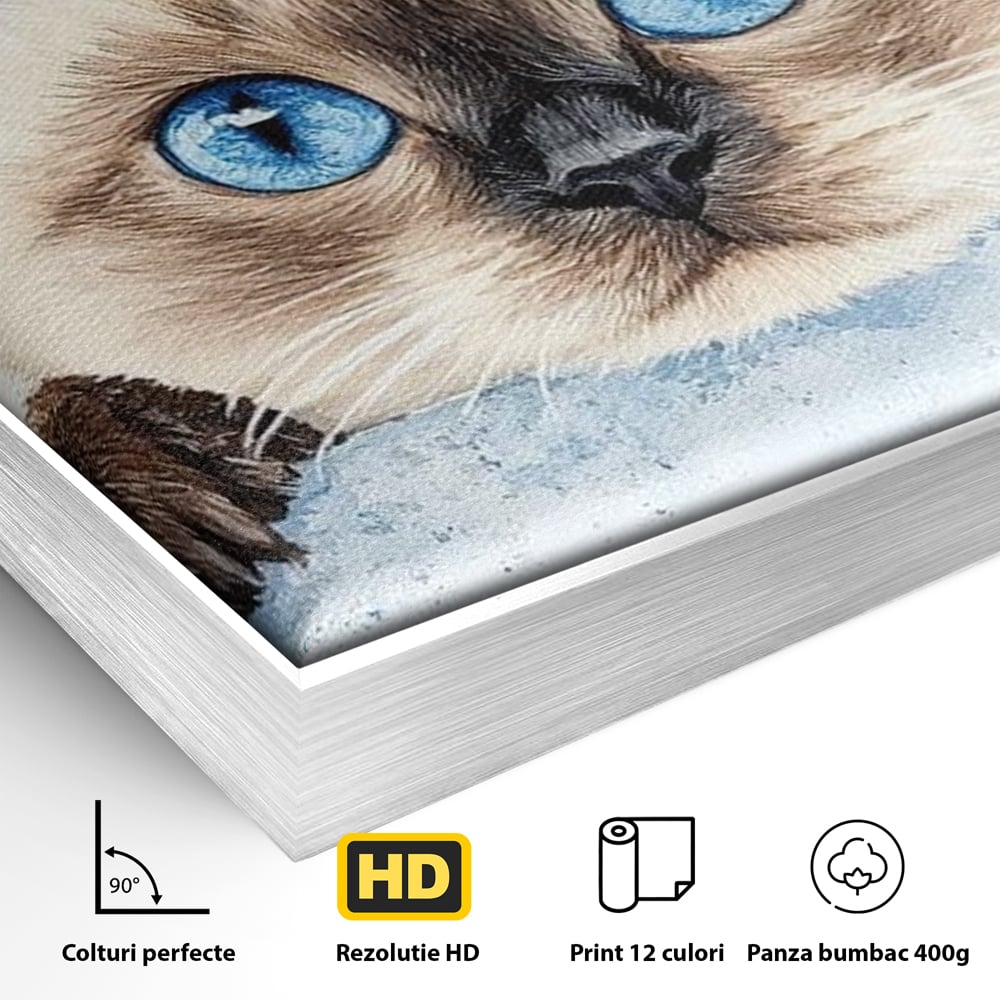 Leinwand Wandkunst Canvas Premium, LuxCanva® M1171, Little Explorer, Feline, Siam, Katze, Azure, Azure, Augen, Dragalas, Dragalas, Catnip, Katzen, Pouf, Portrait, Büro, Wohnen, Kinderzimmer