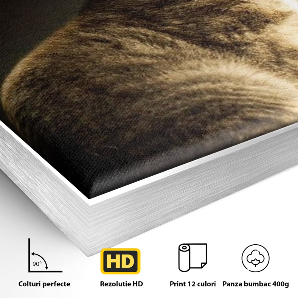 Tablou Canvas Premium, LuxCanva® M1172, Pisica si Fluturele, Fluture, Pisica, Prietenie, Natura, Felina, Gingas, Lumina, Copilarie, Pufos, Inocenta, Birou, Living, Camera Copil