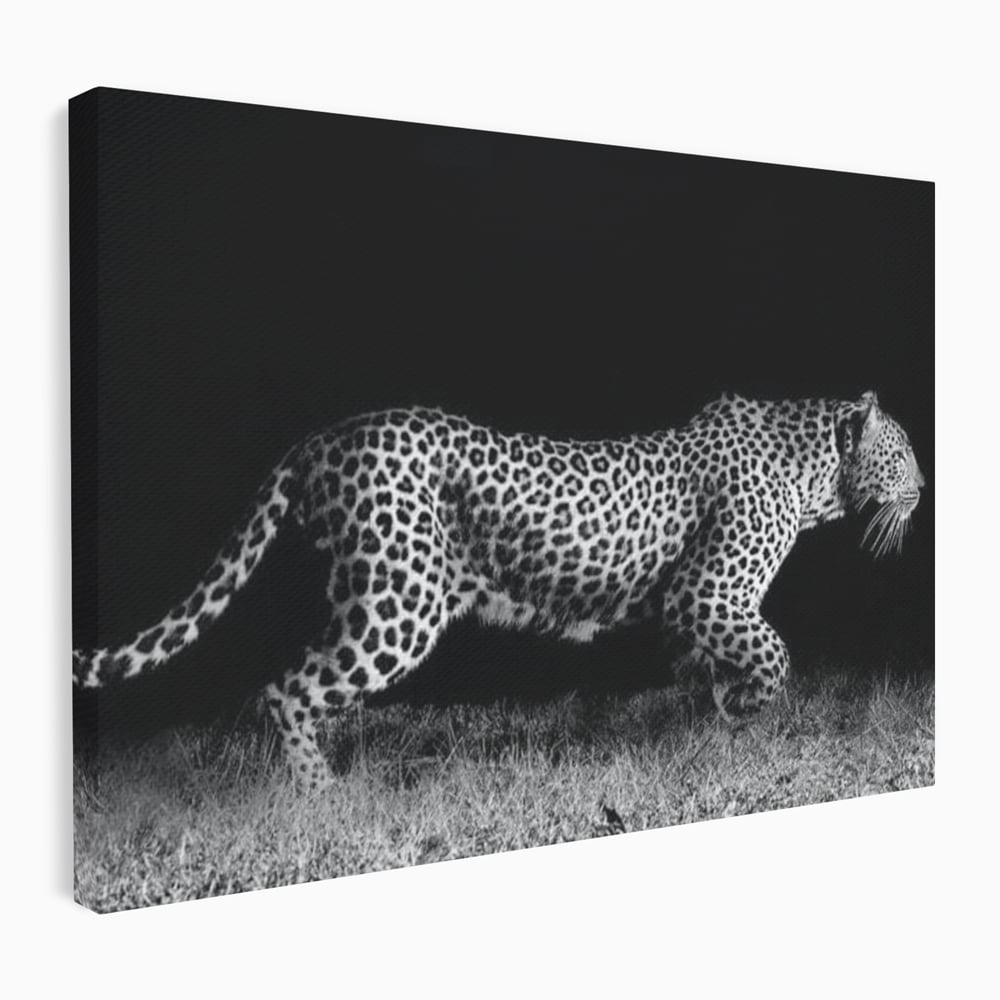 Tablou Canvas Premium, LuxCanva® M1175, Regele Nevazut, Jaguar, Nocturn, Felina, Vanatoare, Animal, Salbaticie, Jungla, Alb si Negru, Captura, Putere, Birou, Living, Camera Copil