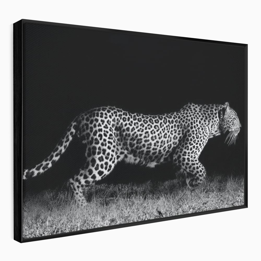 Tablou Canvas Premium, LuxCanva® M1175, Regele Nevazut, Jaguar, Nocturn, Felina, Vanatoare, Animal, Salbaticie, Jungla, Alb si Negru, Captura, Putere, Birou, Living, Camera Copil