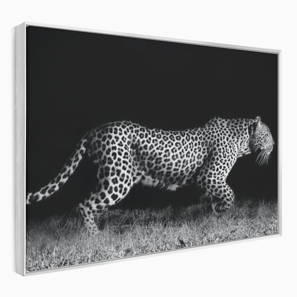 Tablou Canvas Premium, LuxCanva® M1175, Regele Nevazut, Jaguar, Nocturn, Felina, Vanatoare, Animal, Salbaticie, Jungla, Alb si Negru, Captura, Putere, Birou, Living, Camera Copil