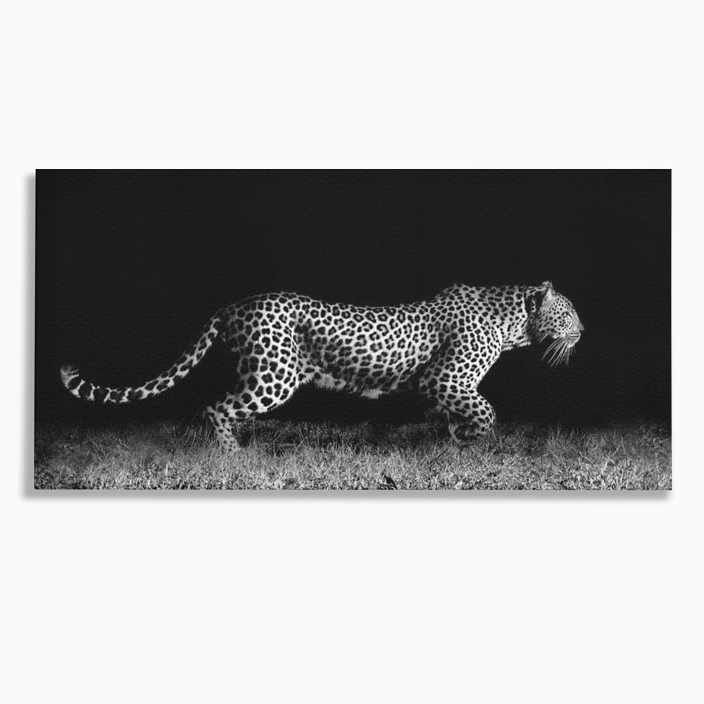 Tablou Canvas Premium, LuxCanva® M1175, Regele Nevazut, Jaguar, Nocturn, Felina, Vanatoare, Animal, Salbaticie, Jungla, Alb si Negru, Captura, Putere, Birou, Living, Camera Copil