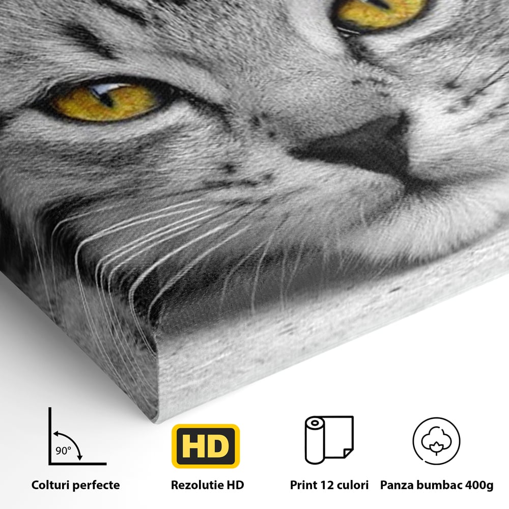 Tablou Canvas Premium, LuxCanva® M1180, Scanteia Inocentei, Ochi, Felina, Pisica, Copilarie, Mic, Inocent, Dragalas, Privire, Blana, Alb si Negru, Animal, Birou, Living, Camera Copil
