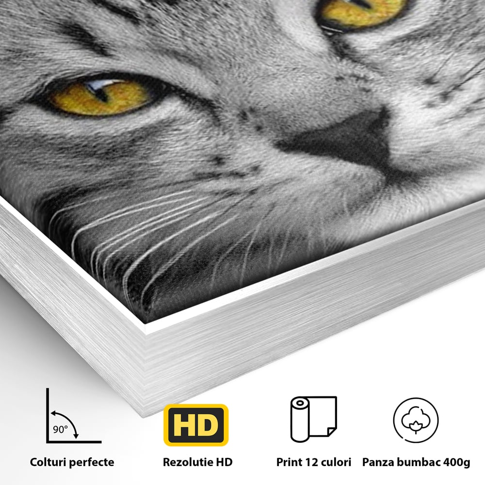 Tablou Canvas Premium, LuxCanva® M1180, Scanteia Inocentei, Ochi, Felina, Pisica, Copilarie, Mic, Inocent, Dragalas, Privire, Blana, Alb si Negru, Animal, Birou, Living, Camera Copil