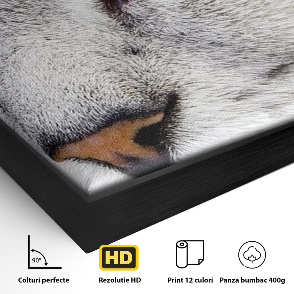 Tablou Canvas Premium, LuxCanva® M1187, Smarald Adormit, Pisica, Felina, Chip, Ochi, Verde, Privire, Portret, Vis, Relaxare, Natura, Blana, Birou, Living, Camera Copil
