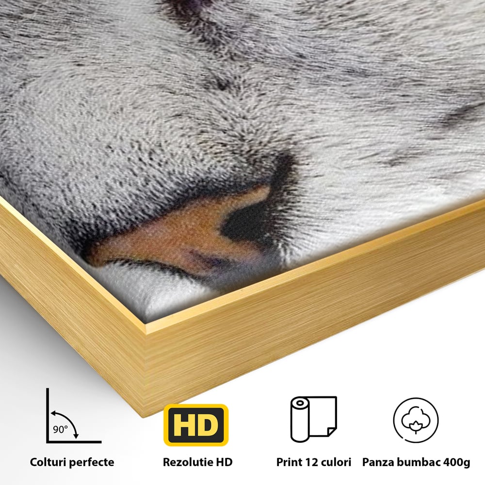 Tablou Canvas Premium, LuxCanva® M1187, Smarald Adormit, Pisica, Felina, Chip, Ochi, Verde, Privire, Portret, Vis, Relaxare, Natura, Blana, Birou, Living, Camera Copil