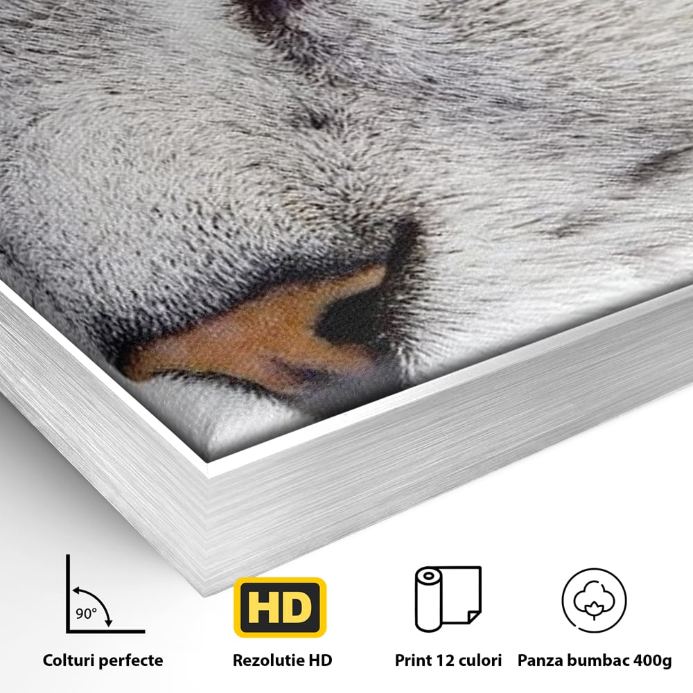 Tablou Canvas Premium, LuxCanva® M1187, Smarald Adormit, Pisica, Felina, Chip, Ochi, Verde, Privire, Portret, Vis, Relaxare, Natura, Blana, Birou, Living, Camera Copil