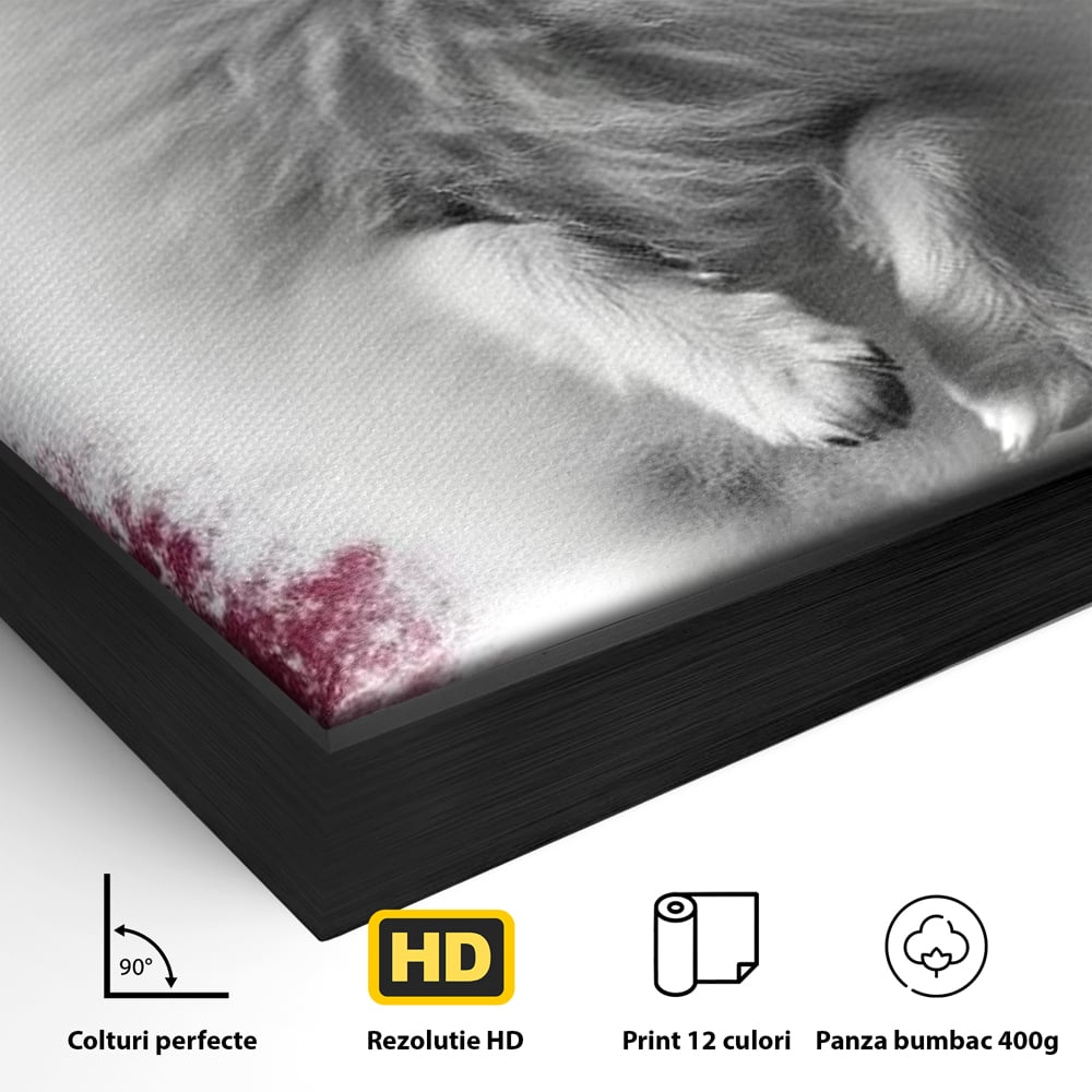 Tablou Canvas Premium, LuxCanva® M1254, Explozie de Puf, Caine, Pomeranian, Pufosenie, Alb, Roz, Explozie, Adorabil, Blanita, Dinamic, Jucaus, Birou, Living, Camera Copil