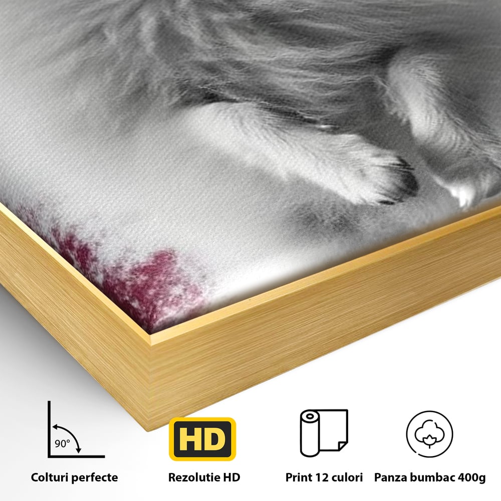 Tablou Canvas Premium, LuxCanva® M1254, Explozie de Puf, Caine, Pomeranian, Pufosenie, Alb, Roz, Explozie, Adorabil, Blanita, Dinamic, Jucaus, Birou, Living, Camera Copil