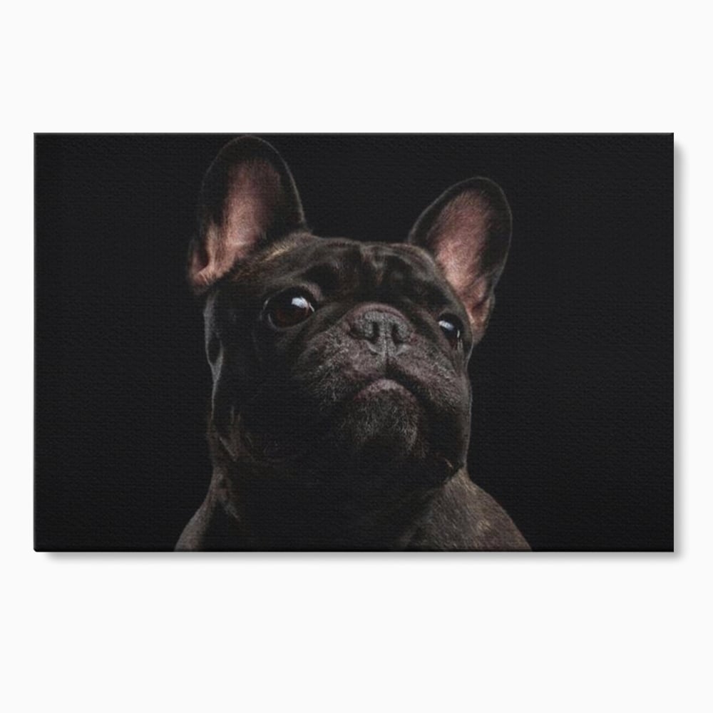 Leinwand Premium Canvas Wandkunst, LuxCanva® M1260, Bulldogge im Schatten, Porträt, Bulldogge, Bulldogge, Hund, Hund, dunkel, kynologisch, Tier, ausdrucksstark, realistisch, Rasse, Büro, Wohnen, Kinderzimmer