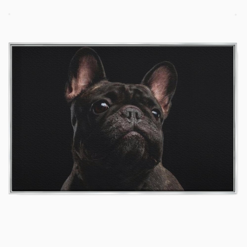 Leinwand Premium Canvas Wandkunst, LuxCanva® M1260, Bulldogge im Schatten, Porträt, Bulldogge, Bulldogge, Hund, Hund, dunkel, kynologisch, Tier, ausdrucksstark, realistisch, Rasse, Büro, Wohnen, Kinderzimmer