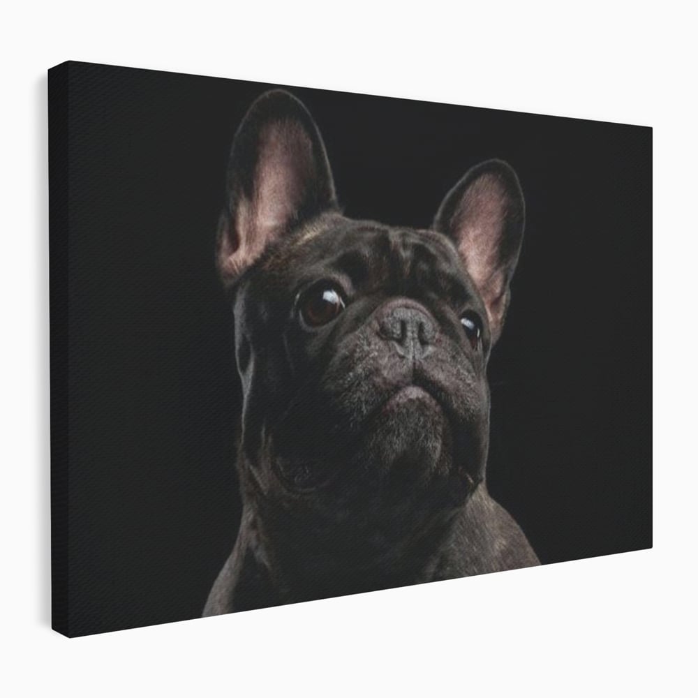 Leinwand Premium Canvas Wandkunst, LuxCanva® M1260, Bulldogge im Schatten, Porträt, Bulldogge, Bulldogge, Hund, Hund, dunkel, kynologisch, Tier, ausdrucksstark, realistisch, Rasse, Büro, Wohnen, Kinderzimmer