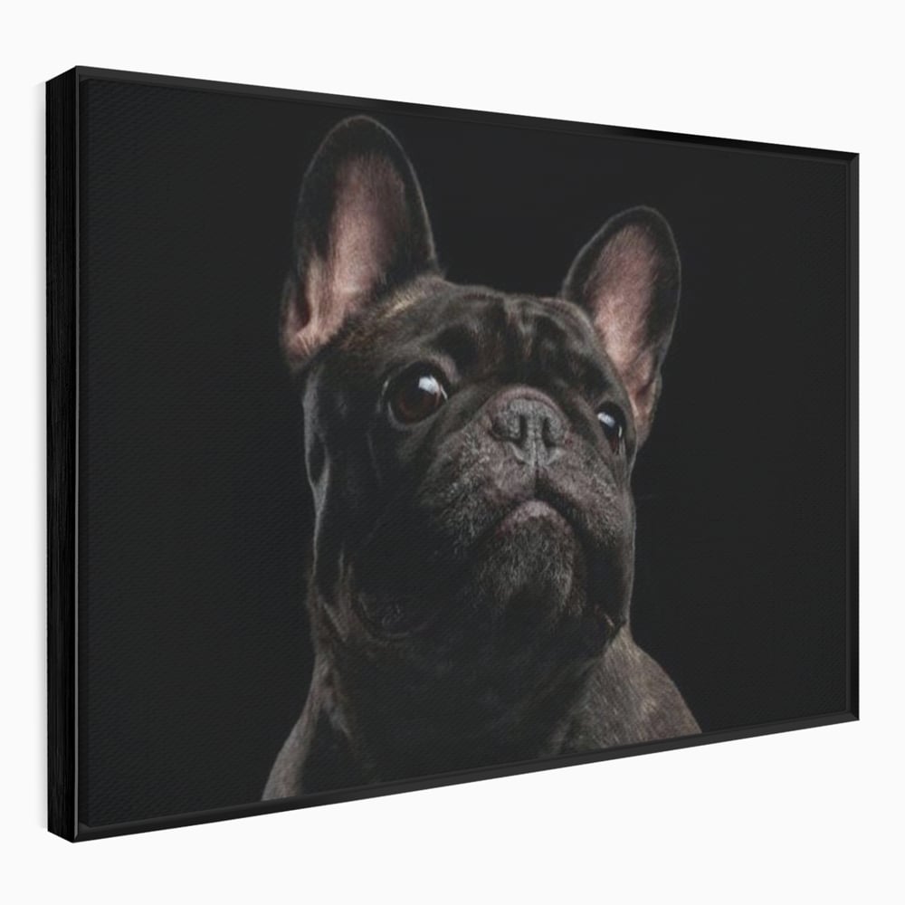 Leinwand Premium Canvas Wandkunst, LuxCanva® M1260, Bulldogge im Schatten, Porträt, Bulldogge, Bulldogge, Hund, Hund, dunkel, kynologisch, Tier, ausdrucksstark, realistisch, Rasse, Büro, Wohnen, Kinderzimmer