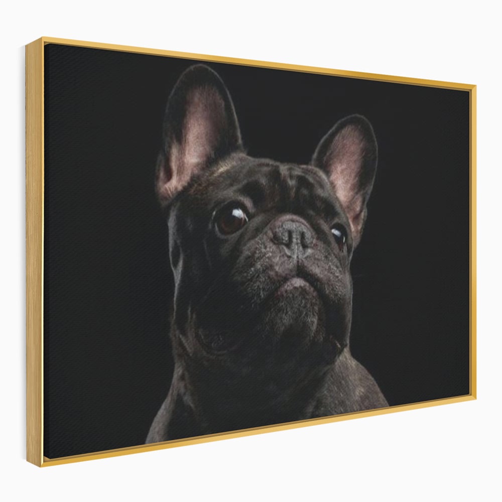 Leinwand Premium Canvas Wandkunst, LuxCanva® M1260, Bulldogge im Schatten, Porträt, Bulldogge, Bulldogge, Hund, Hund, dunkel, kynologisch, Tier, ausdrucksstark, realistisch, Rasse, Büro, Wohnen, Kinderzimmer