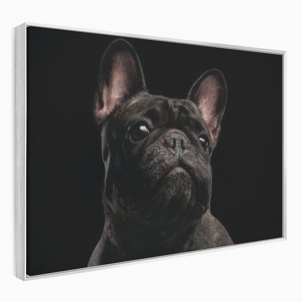 Leinwand Premium Canvas Wandkunst, LuxCanva® M1260, Bulldogge im Schatten, Porträt, Bulldogge, Bulldogge, Hund, Hund, dunkel, kynologisch, Tier, ausdrucksstark, realistisch, Rasse, Büro, Wohnen, Kinderzimmer