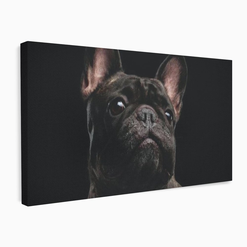 Leinwand Premium Canvas Wandkunst, LuxCanva® M1260, Bulldogge im Schatten, Porträt, Bulldogge, Bulldogge, Hund, Hund, dunkel, kynologisch, Tier, ausdrucksstark, realistisch, Rasse, Büro, Wohnen, Kinderzimmer