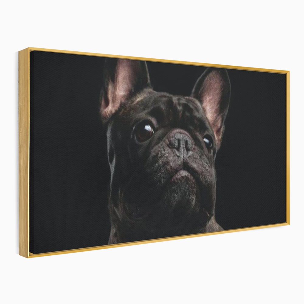 Leinwand Premium Canvas Wandkunst, LuxCanva® M1260, Bulldogge im Schatten, Porträt, Bulldogge, Bulldogge, Hund, Hund, dunkel, kynologisch, Tier, ausdrucksstark, realistisch, Rasse, Büro, Wohnen, Kinderzimmer