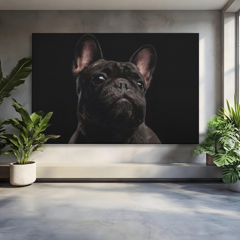 Leinwand Premium Canvas Wandkunst, LuxCanva® M1260, Bulldogge im Schatten, Porträt, Bulldogge, Bulldogge, Hund, Hund, dunkel, kynologisch, Tier, ausdrucksstark, realistisch, Rasse, Büro, Wohnen, Kinderzimmer