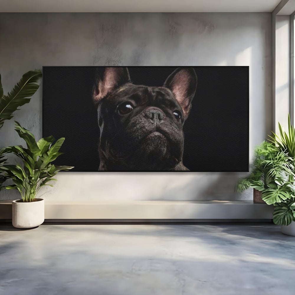 Leinwand Premium Canvas Wandkunst, LuxCanva® M1260, Bulldogge im Schatten, Porträt, Bulldogge, Bulldogge, Hund, Hund, dunkel, kynologisch, Tier, ausdrucksstark, realistisch, Rasse, Büro, Wohnen, Kinderzimmer