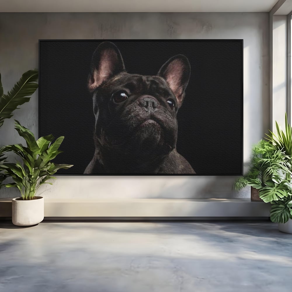 Leinwand Premium Canvas Wandkunst, LuxCanva® M1260, Bulldogge im Schatten, Porträt, Bulldogge, Bulldogge, Hund, Hund, dunkel, kynologisch, Tier, ausdrucksstark, realistisch, Rasse, Büro, Wohnen, Kinderzimmer