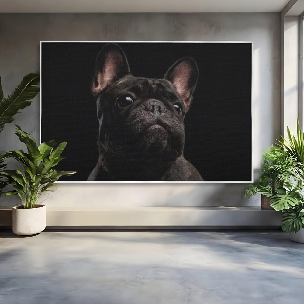 Leinwand Premium Canvas Wandkunst, LuxCanva® M1260, Bulldogge im Schatten, Porträt, Bulldogge, Bulldogge, Hund, Hund, dunkel, kynologisch, Tier, ausdrucksstark, realistisch, Rasse, Büro, Wohnen, Kinderzimmer