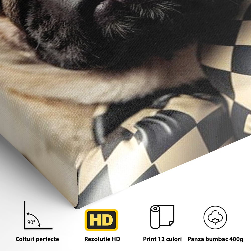 Fotoleinwand Canvas Premium, LuxCanva® M1269, Champion mit umgedrehter Schnauze, Mops, Handschuhe, Boxen, Sport, Energie, mutig, Aussehen, Kämpfer, Champion, Sieger, lustig, Portrait, Büro, Wohnen, Kinderzimmer