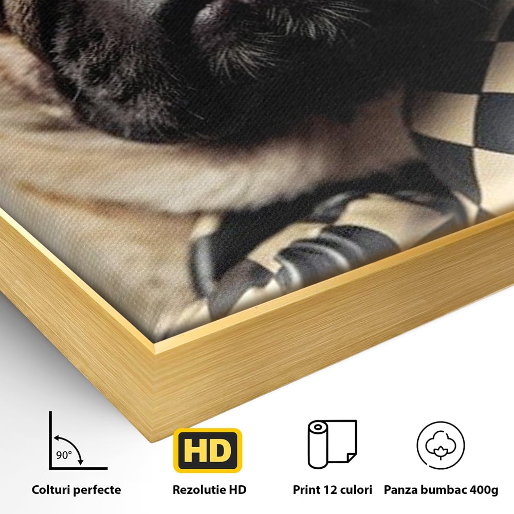 Fotoleinwand Canvas Premium, LuxCanva® M1269, Champion mit umgedrehter Schnauze, Mops, Handschuhe, Boxen, Sport, Energie, mutig, Aussehen, Kämpfer, Champion, Sieger, lustig, Portrait, Büro, Wohnen, Kinderzimmer