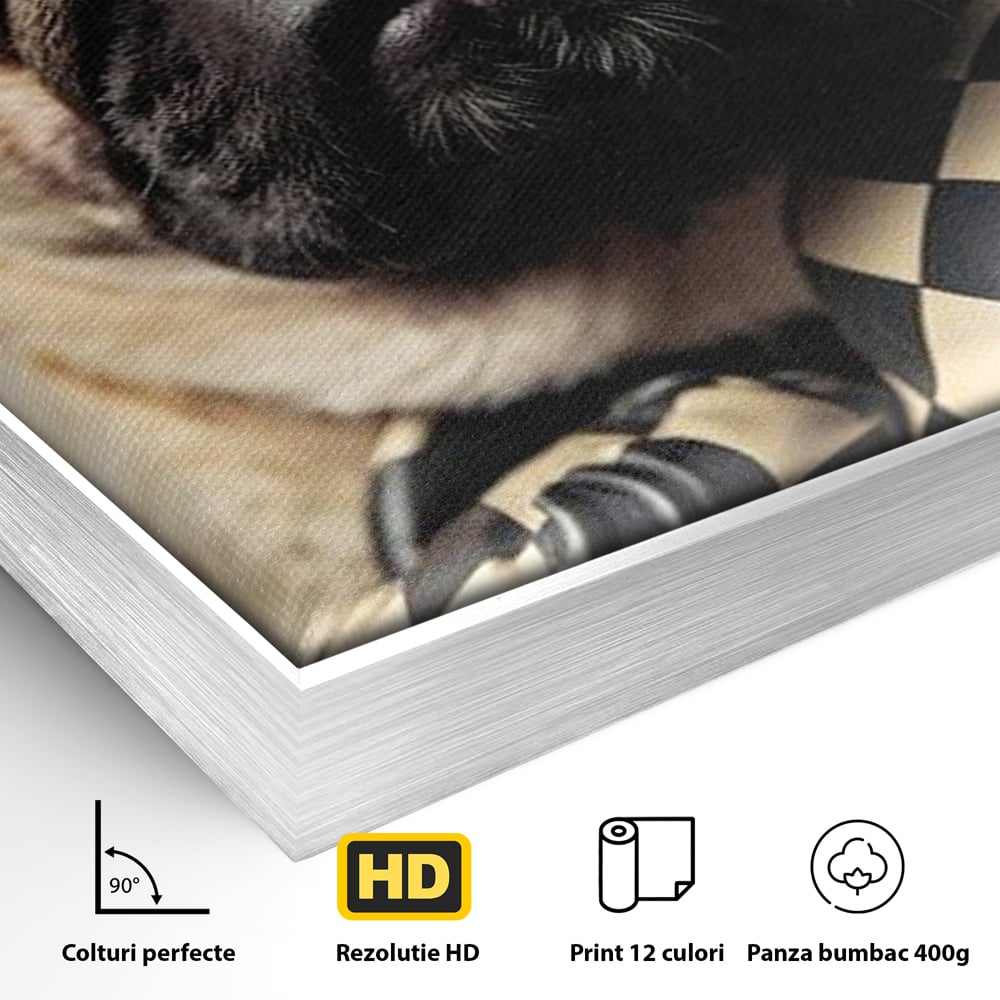 Fotoleinwand Canvas Premium, LuxCanva® M1269, Champion mit umgedrehter Schnauze, Mops, Handschuhe, Boxen, Sport, Energie, mutig, Aussehen, Kämpfer, Champion, Sieger, lustig, Portrait, Büro, Wohnen, Kinderzimmer