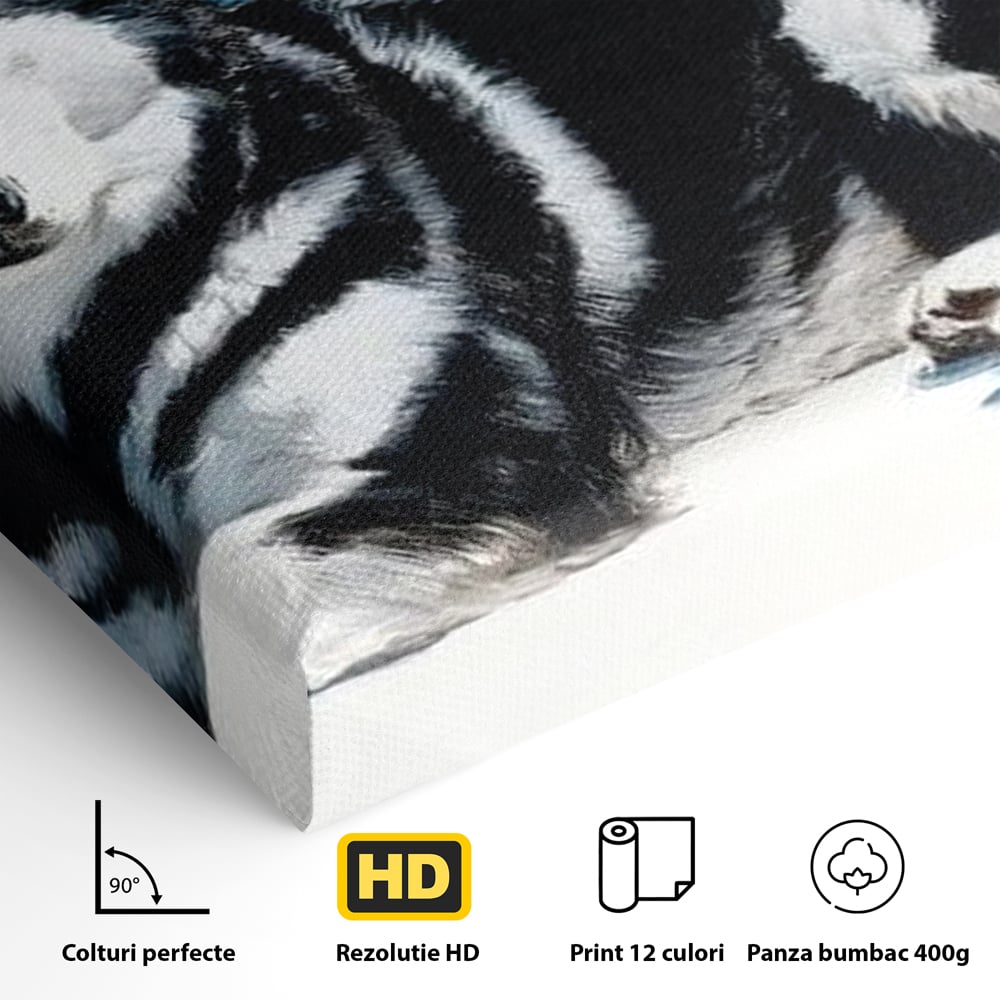 Leinwand Wandbild Leinwand Premium, LuxCanva® M1278, Ein pelziger Husky, Gemütlich, Hund, Husky, Haushund, Husky, nordisch, Blau, Entspannend, Leicht, Elegant, Schön, Büro, Wohnen, Kinderzimmer