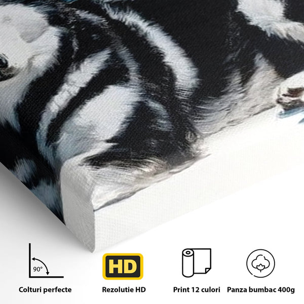 Leinwand Wandbild Leinwand Premium, LuxCanva® M1278, Ein pelziger Husky, Gemütlich, Hund, Husky, Haushund, Husky, nordisch, Blau, Entspannend, Leicht, Elegant, Schön, Büro, Wohnen, Kinderzimmer