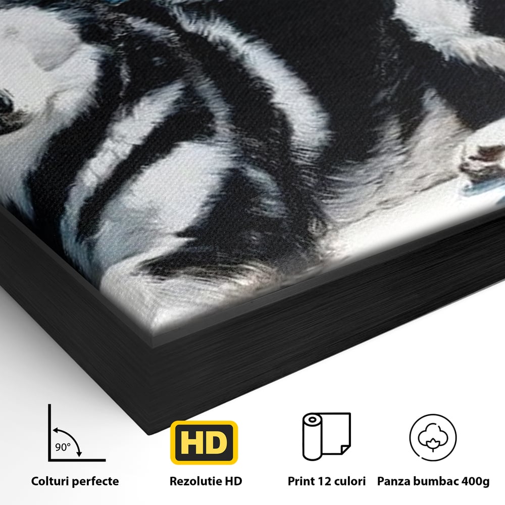 Leinwand Wandbild Leinwand Premium, LuxCanva® M1278, Ein pelziger Husky, Gemütlich, Hund, Husky, Haushund, Husky, nordisch, Blau, Entspannend, Leicht, Elegant, Schön, Büro, Wohnen, Kinderzimmer