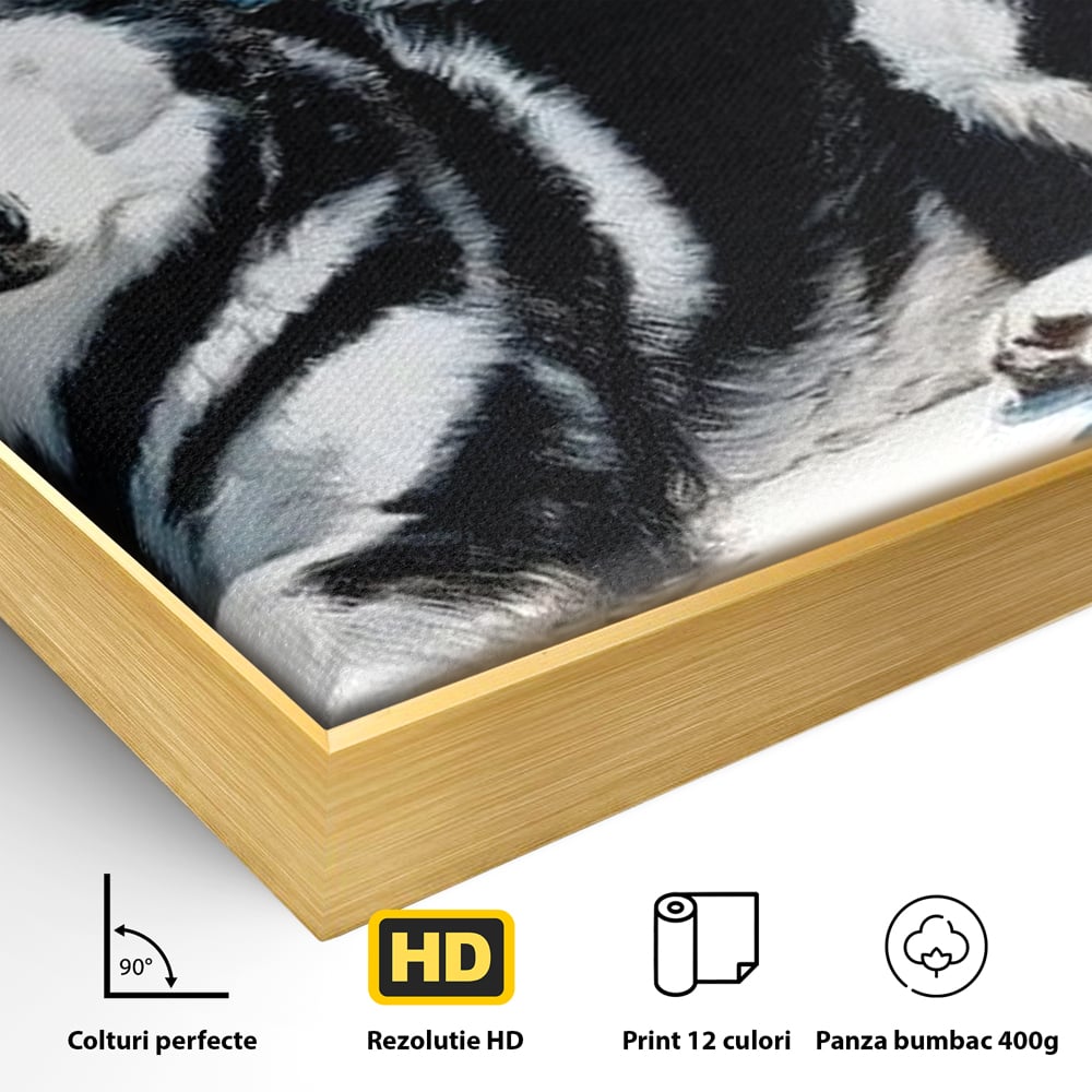 Leinwand Wandbild Leinwand Premium, LuxCanva® M1278, Ein pelziger Husky, Gemütlich, Hund, Husky, Haushund, Husky, nordisch, Blau, Entspannend, Leicht, Elegant, Schön, Büro, Wohnen, Kinderzimmer