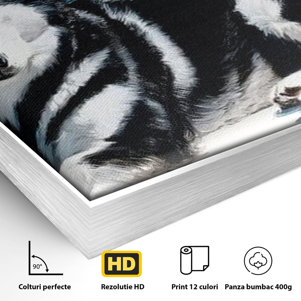 Leinwand Wandbild Leinwand Premium, LuxCanva® M1278, Ein pelziger Husky, Gemütlich, Hund, Husky, Haushund, Husky, nordisch, Blau, Entspannend, Leicht, Elegant, Schön, Büro, Wohnen, Kinderzimmer