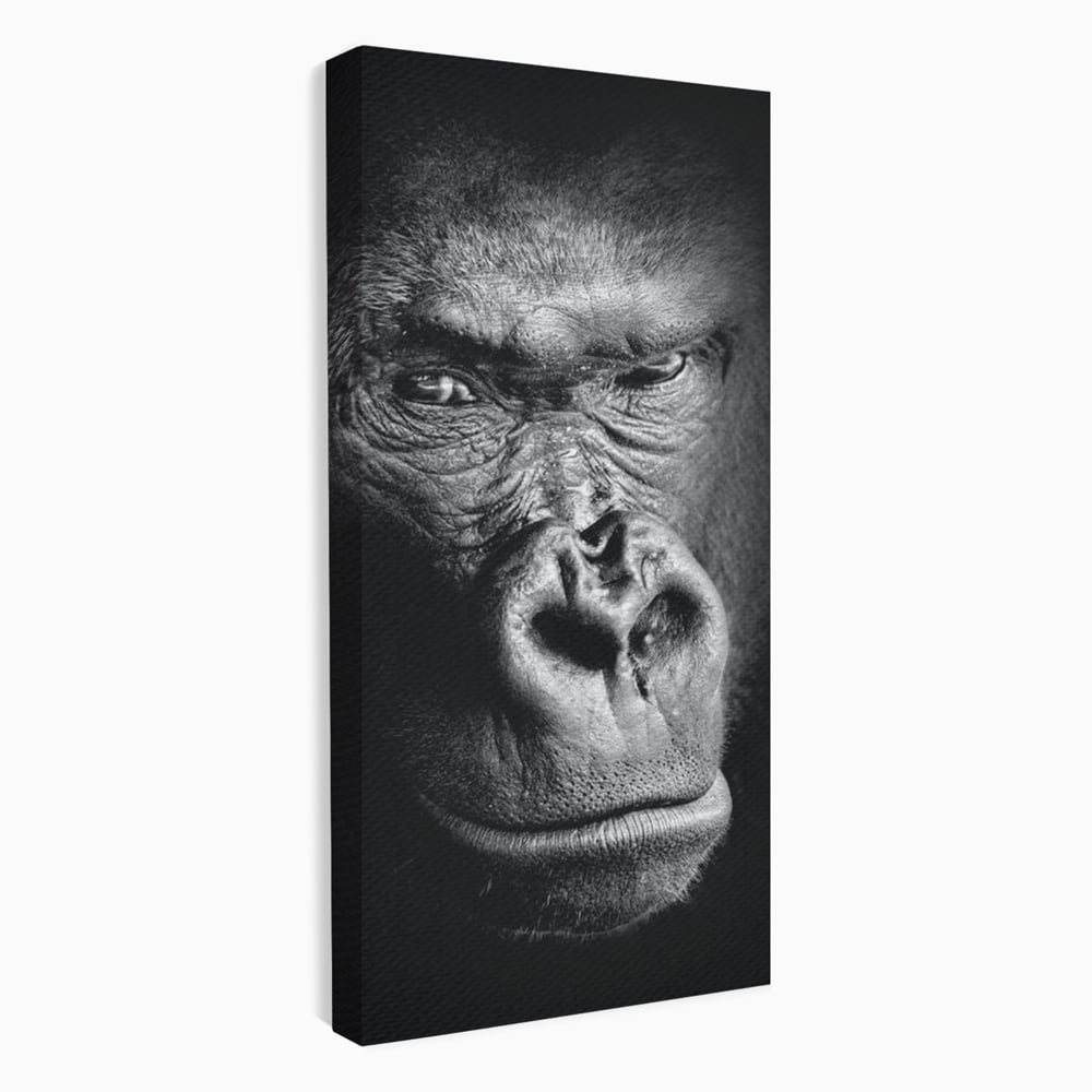 Leinwandbilder Premium, LuxCanva® M1325, Urteil im Schatten, Gorilla, Porträt, schwarz-weiß, Primat, Primaten, Blick, Wildtiere, Tiere, dunkel, realistisch, Büro, Wohnzimmer, Kinderzimmer
