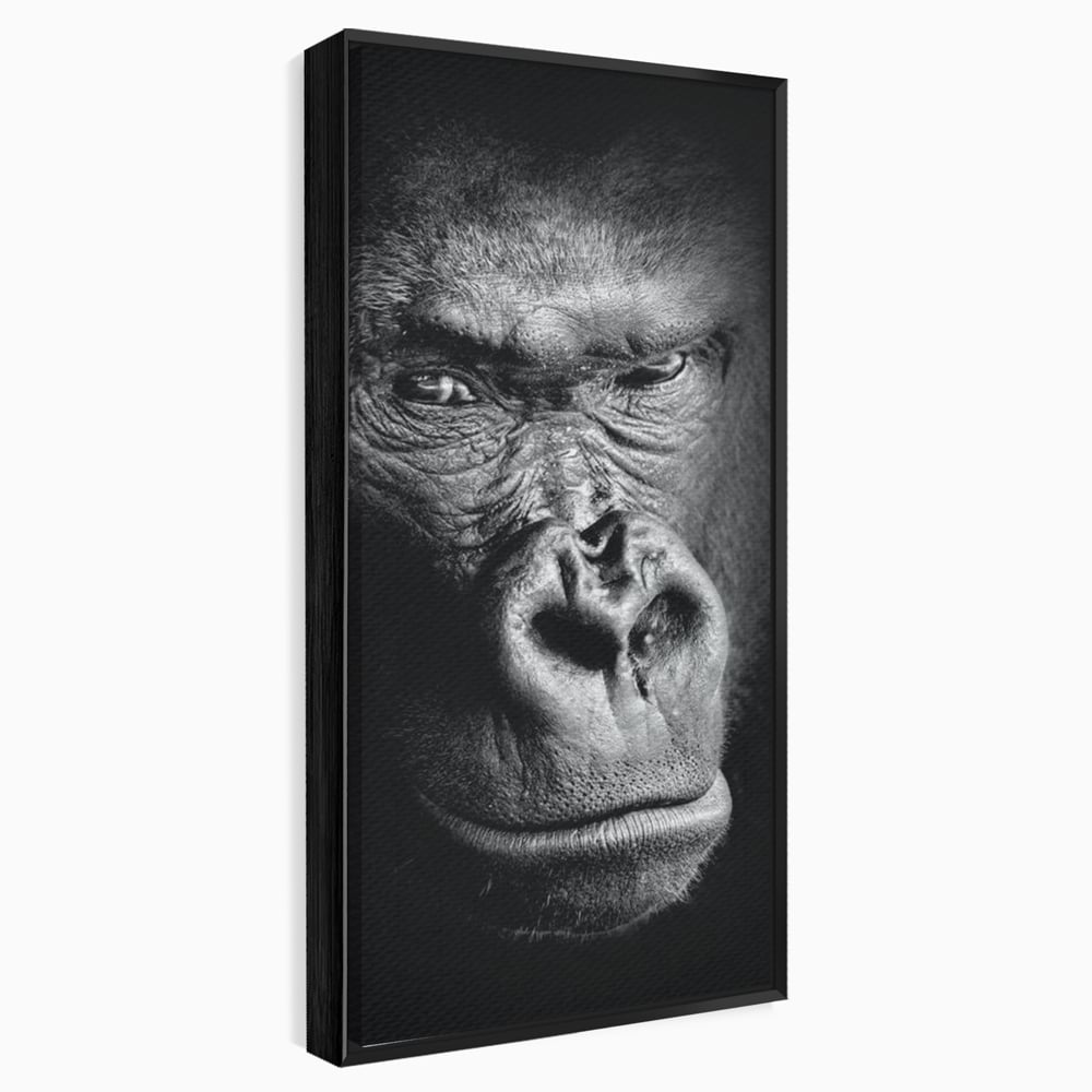 Leinwandbilder Premium, LuxCanva® M1325, Urteil im Schatten, Gorilla, Porträt, schwarz-weiß, Primat, Primaten, Blick, Wildtiere, Tiere, dunkel, realistisch, Büro, Wohnzimmer, Kinderzimmer