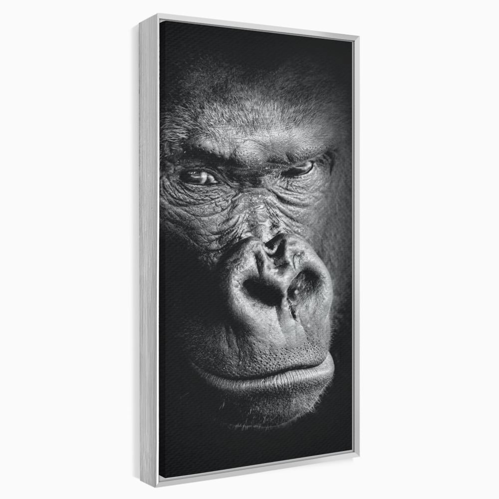 Leinwandbilder Premium, LuxCanva® M1325, Urteil im Schatten, Gorilla, Porträt, schwarz-weiß, Primat, Primaten, Blick, Wildtiere, Tiere, dunkel, realistisch, Büro, Wohnzimmer, Kinderzimmer