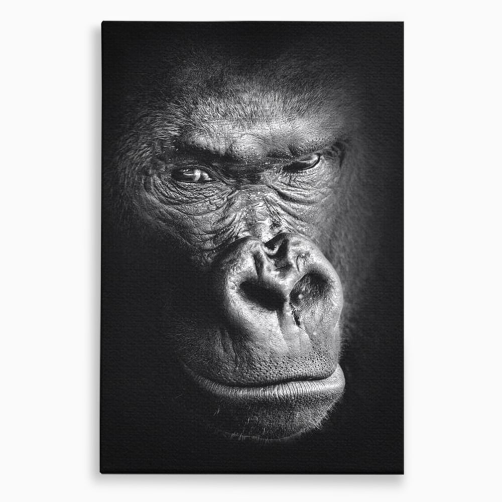 Leinwandbilder Premium, LuxCanva® M1325, Urteil im Schatten, Gorilla, Porträt, schwarz-weiß, Primat, Primaten, Blick, Wildtiere, Tiere, dunkel, realistisch, Büro, Wohnzimmer, Kinderzimmer