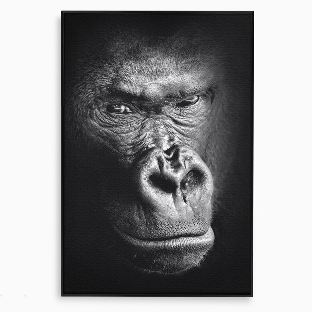 Leinwandbilder Premium, LuxCanva® M1325, Urteil im Schatten, Gorilla, Porträt, schwarz-weiß, Primat, Primaten, Blick, Wildtiere, Tiere, dunkel, realistisch, Büro, Wohnzimmer, Kinderzimmer