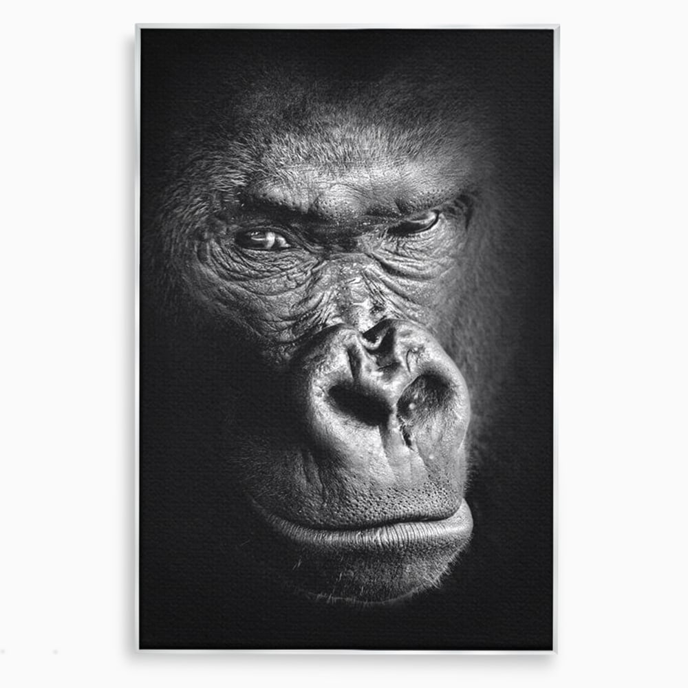 Leinwandbilder Premium, LuxCanva® M1325, Urteil im Schatten, Gorilla, Porträt, schwarz-weiß, Primat, Primaten, Blick, Wildtiere, Tiere, dunkel, realistisch, Büro, Wohnzimmer, Kinderzimmer