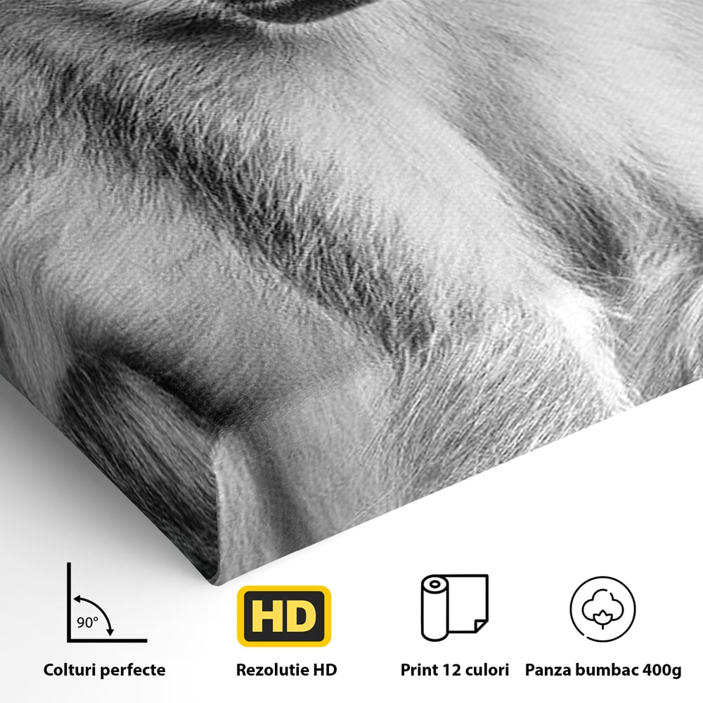 Tablou Canvas Premium, LuxCanva® M1329, Micul Gardian al Savanei, Maimuta, Alb si Negru, Jungla, Chip, Primata, Inocenta, Realist, Animal, Fotografie, Birou, Living, Camera Copil