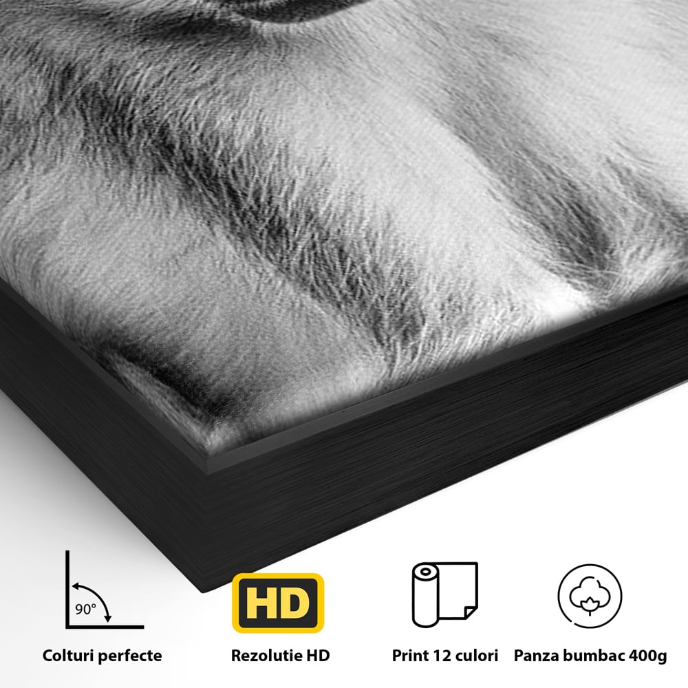 Tablou Canvas Premium, LuxCanva® M1329, Micul Gardian al Savanei, Maimuta, Alb si Negru, Jungla, Chip, Primata, Inocenta, Realist, Animal, Fotografie, Birou, Living, Camera Copil