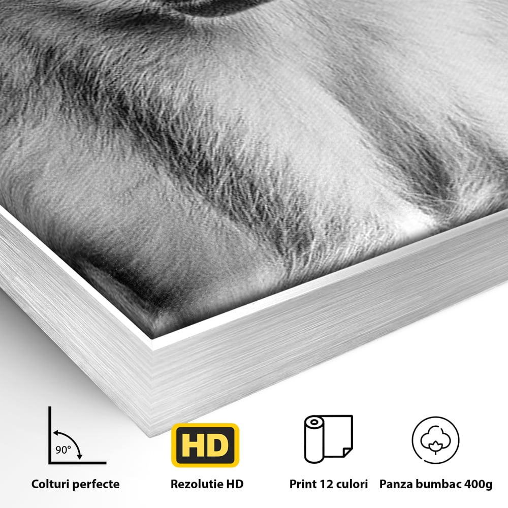 Tablou Canvas Premium, LuxCanva® M1329, Micul Gardian al Savanei, Maimuta, Alb si Negru, Jungla, Chip, Primata, Inocenta, Realist, Animal, Fotografie, Birou, Living, Camera Copil