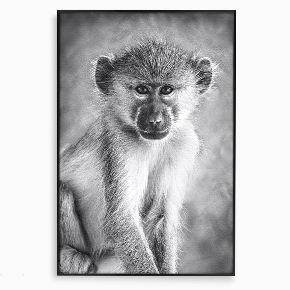 Tablou Canvas Premium, LuxCanva® M1329, Micul Gardian al Savanei, Maimuta, Alb si Negru, Jungla, Chip, Primata, Inocenta, Realist, Animal, Fotografie, Birou, Living, Camera Copil